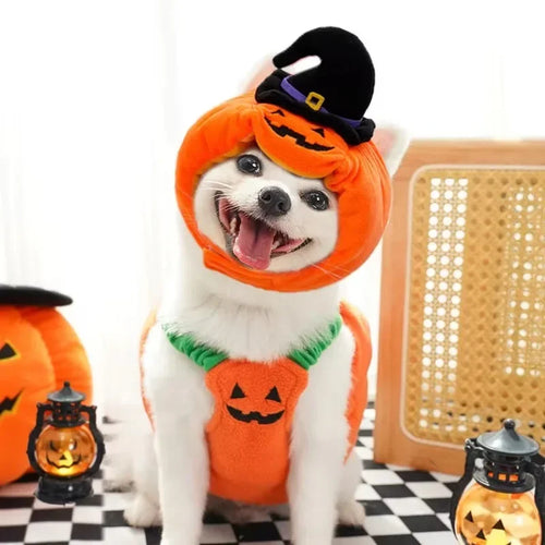Jack-o'-Lantern Pet Costume